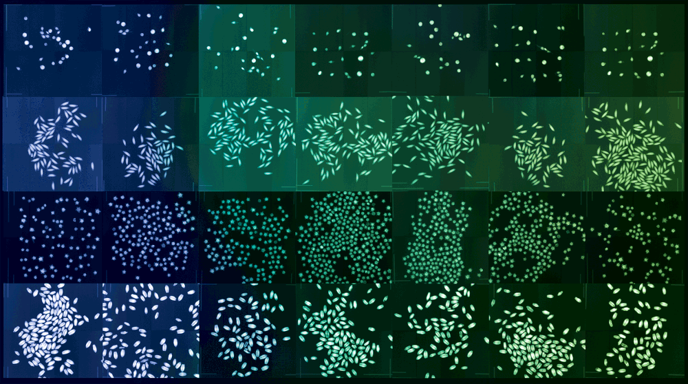 這幅動態影像以循環的色彩變化呈現高粱、稻米、甜菜和黑小麥的種子。「從綠到褐或是從藍到綠之間象徵的是跟低溫保存有關的乾燥與冷凍過程。」杜荷提說。PHOTOGRAPH BY DORNITH DOHERTY